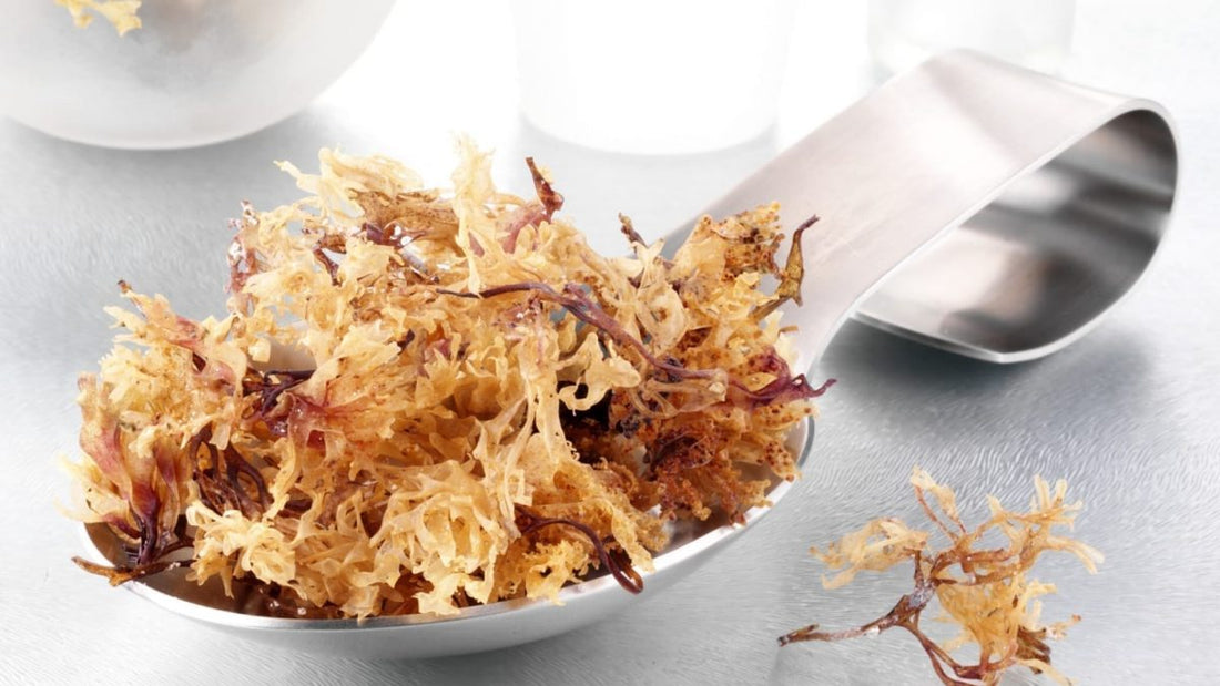 Top 5 benefits of sea moss